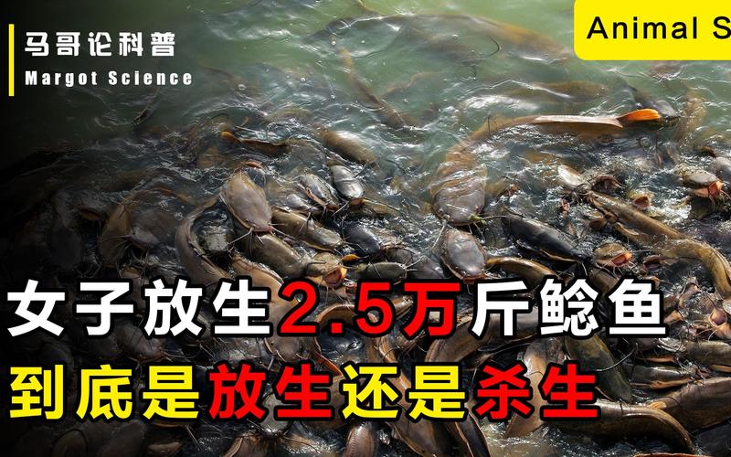收集各类澳门彩资料的软件叫什么:放生2.5万斤外来鲇鱼